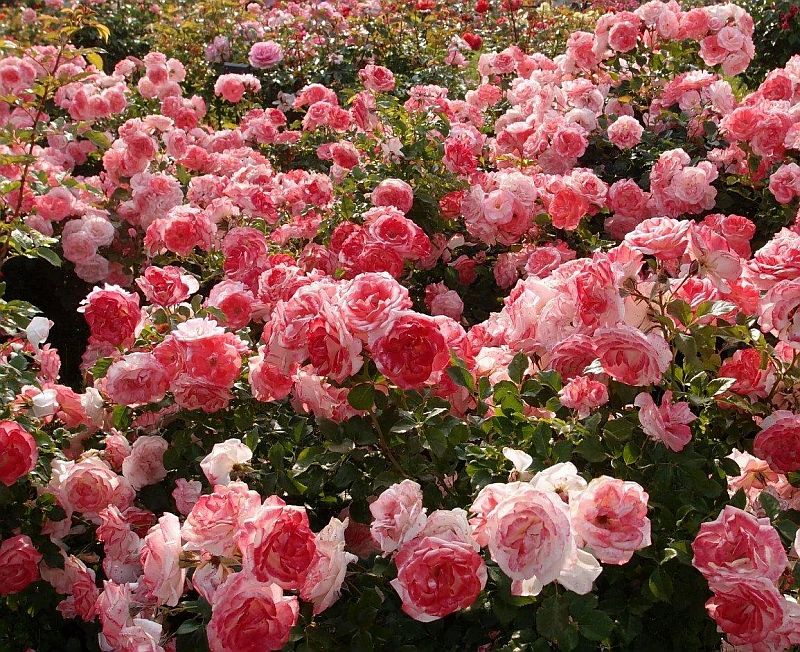 Чайная роза