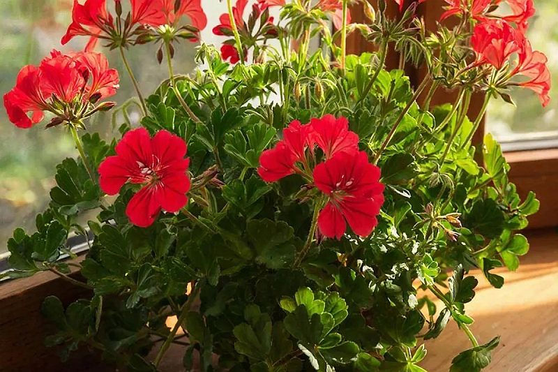 герань в квартире