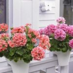 Как ухаживать за геранью