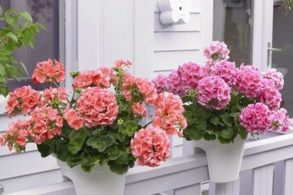 Как ухаживать за геранью