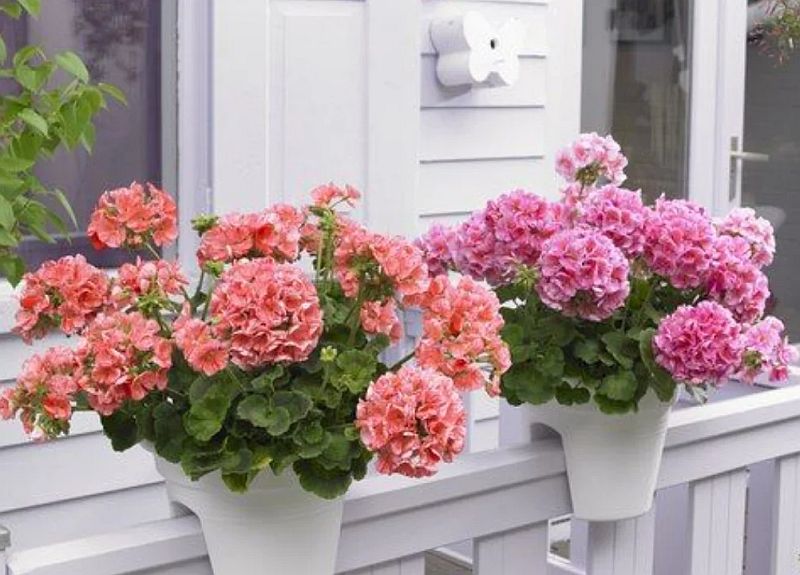 Как ухаживать за геранью