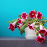 Глоксинія: що це за квітка