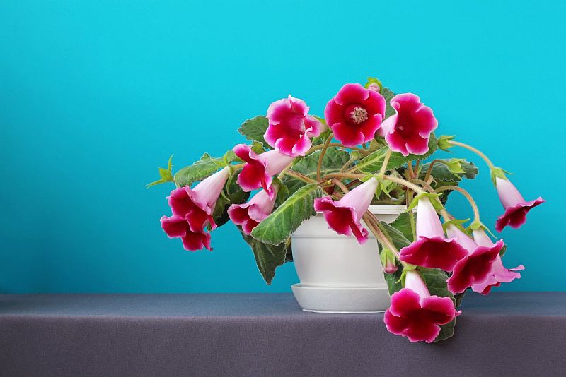 Глоксинія: що це за квітка