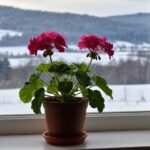Как ухаживать за геранью