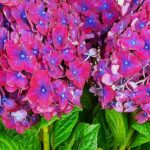 Где лучше посадить гортензию